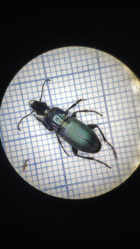 Poecilus sericeus